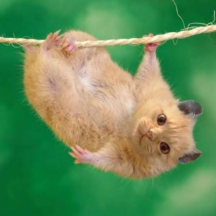 HAMCAT hanging upside down on a rope